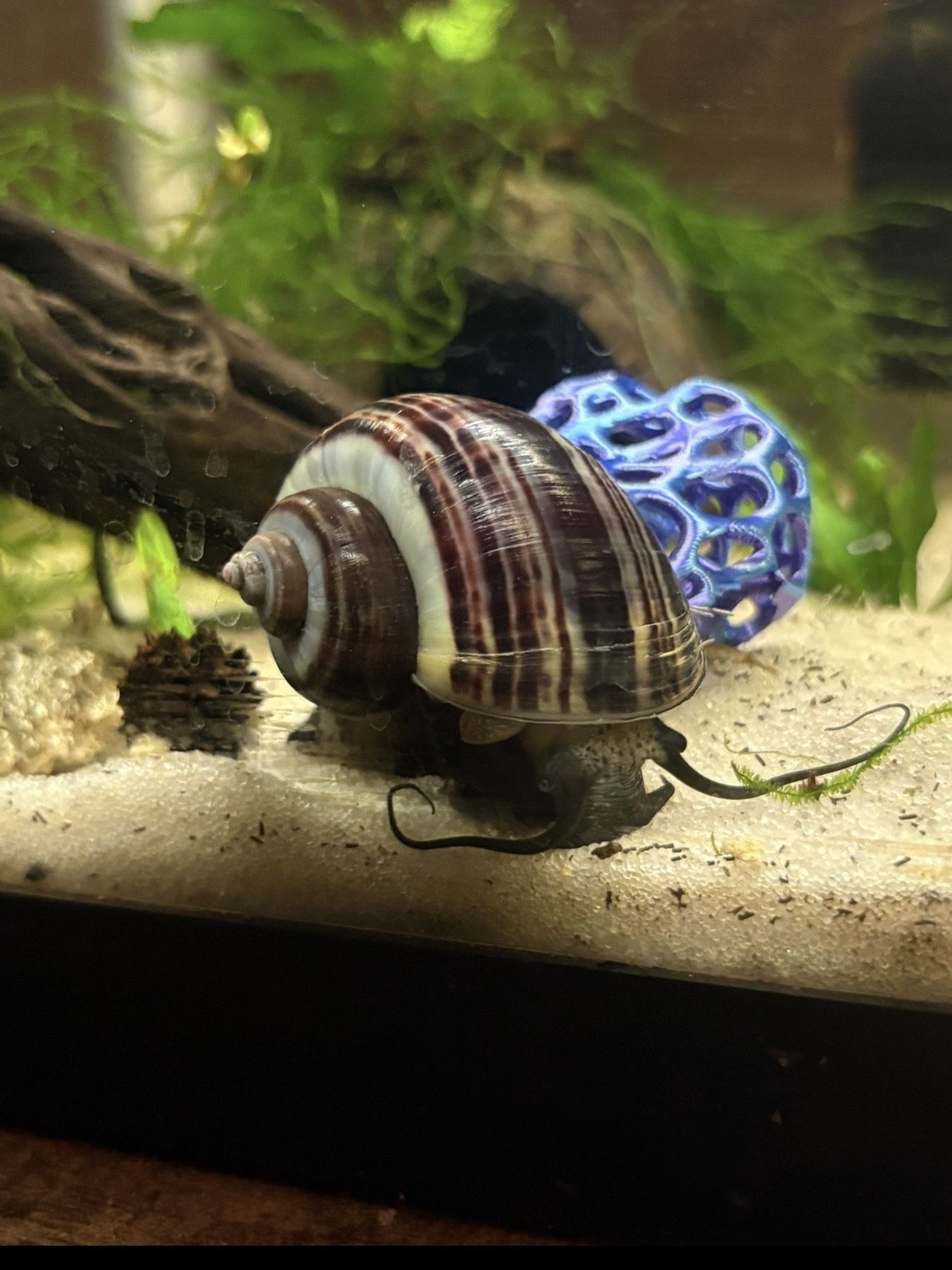 Mystery Snails