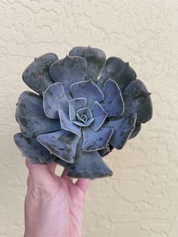 Echeveria Lilicina 4” 