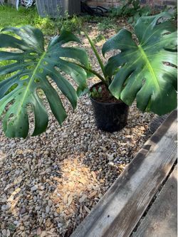 Large Monstera Deliciosa + Bonus Pothos & Jade Plant
