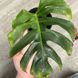 Monstera Albo Cutting