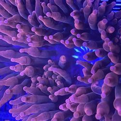 Sherman Anemones 