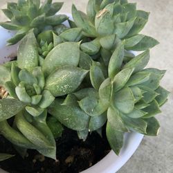 Sweet Smelling Sedum Succulent Plant