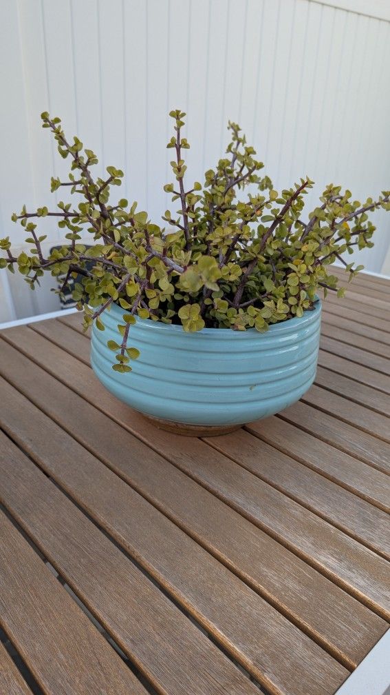 Ceramic MCM Planter With Dwarf Jade Elephant Bush Succulent Plant