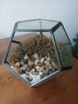 Glass plant holder and cactus