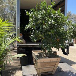 Fruit Trees  , Oranges  , Avocado , Limes , Peaches , And Many More 