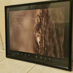 Grey Wolf Framed Photograph