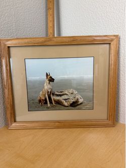 Great Dane Beach photo oak frame 15 x 12