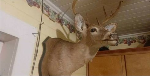 Whitetail Deer Shoulder Mounts Taxidermy