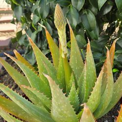 Aloe Vera Plant almost bloom.