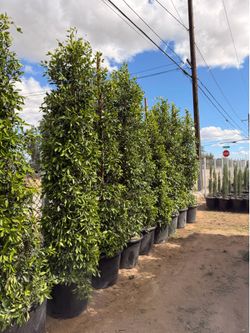 Indian Laurel ficus 25 gal 9 feet when planted