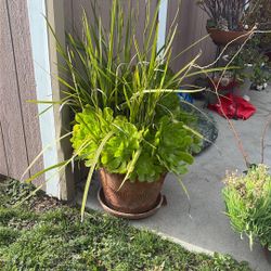 Plant For Sale $75.00