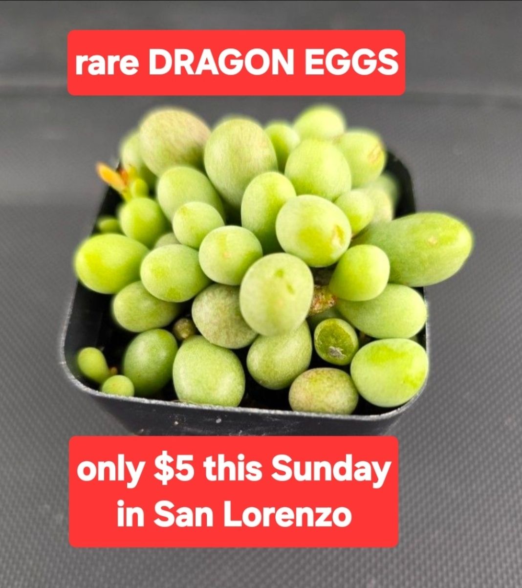 PLANT SALE SUNDAY SAN LORENZO 1PM TO 4PM