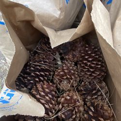 Free Bags Of Pine Cones 