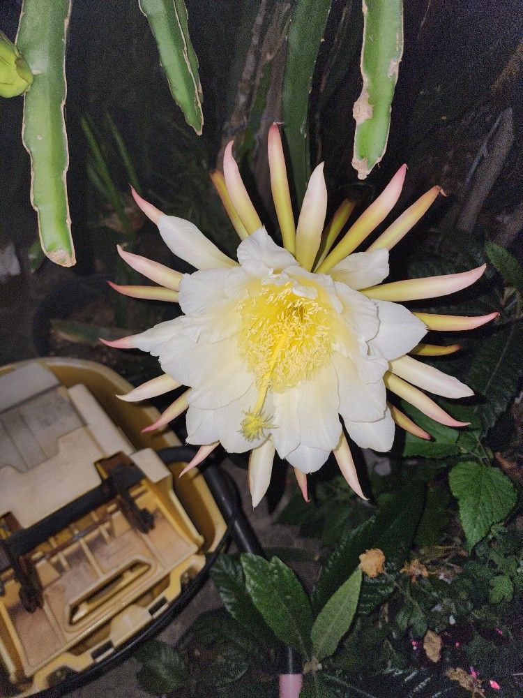 Dragon Fruit Trellis Posts