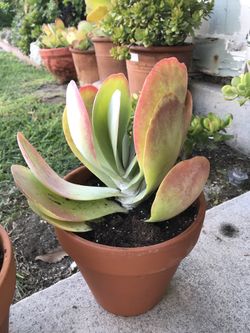 Succulent ( calonchoe flapjack) lucky plant