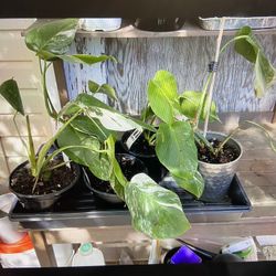 Plants -indoor/ Outdoor