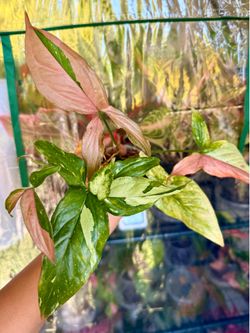 Syngonium Red Spot Tricolor Plant - 4inch
