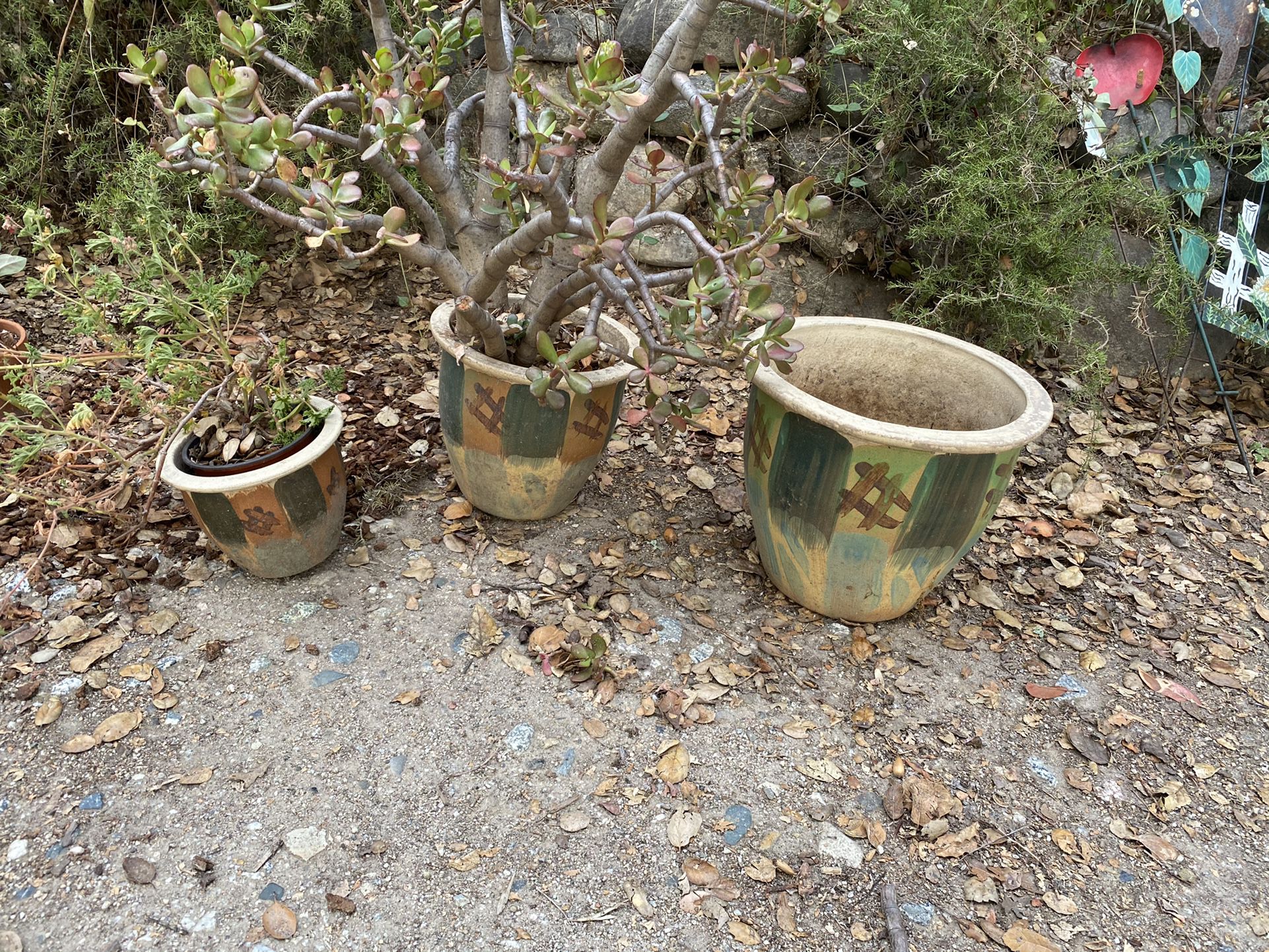 Set Of Ceramic Pots & Jade Succulant Plant