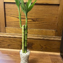 Lucky Bamboo Indoor Plant 20 Inch Tall
