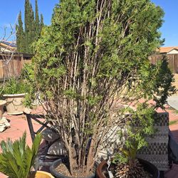 Pine tree  Arborvitae