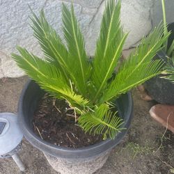Sago Palm