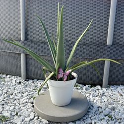 Aloe Vera Plant - Great for Gifts! / Planta de Sábila - Ideal para Regalos! 
