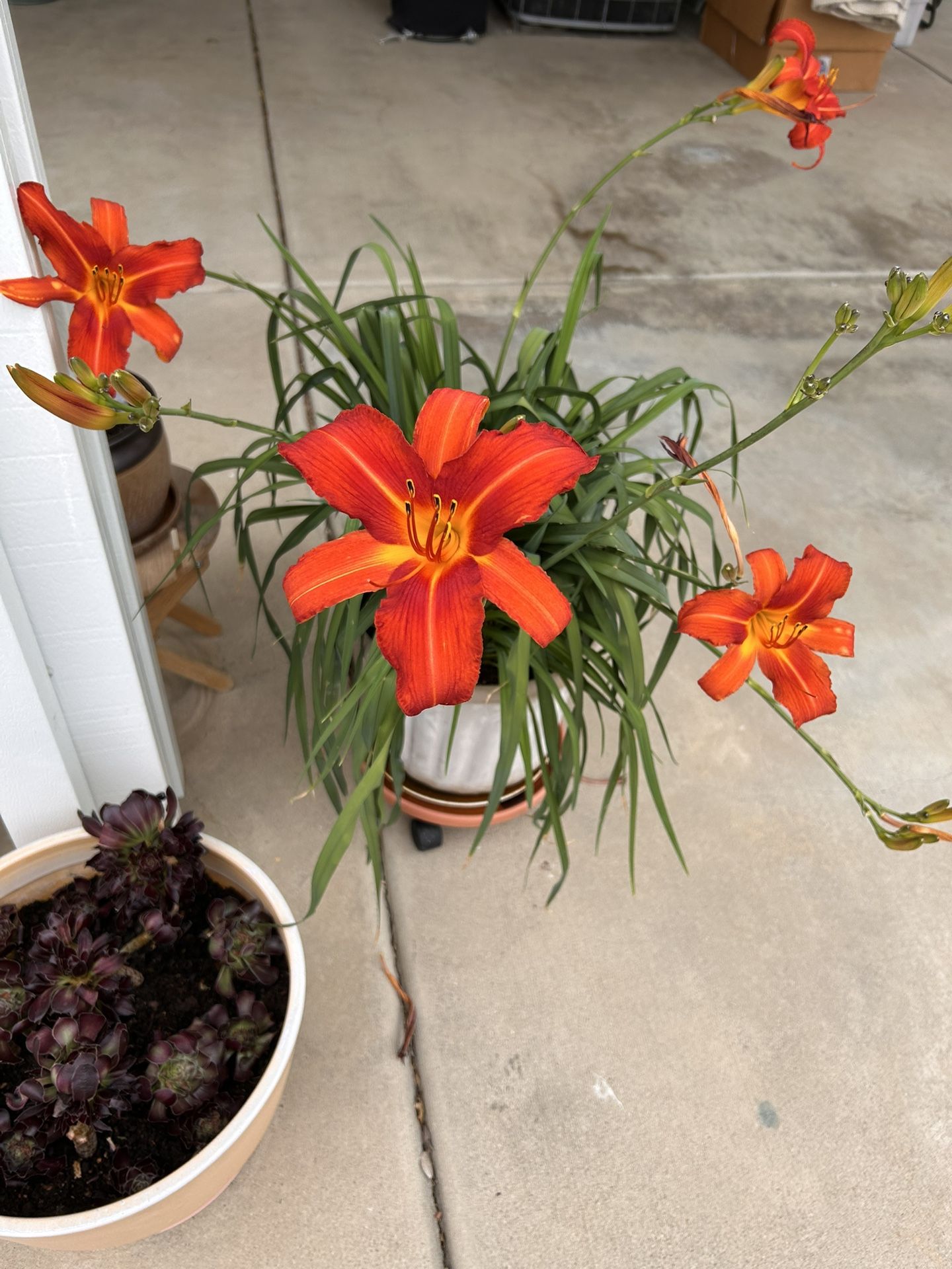 Variety Green Healthy Plants.