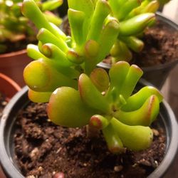 Variety of House plant starts read description