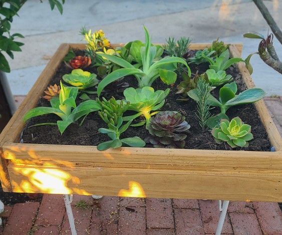 Succulents Plants