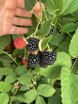 Black Berrie Vine