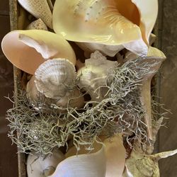 Sea shell collection and serving trays patio outdoor lot display ocean artifacts 