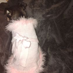 Dog Outfit