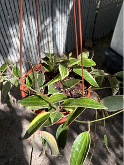 Hoya Macrophylla