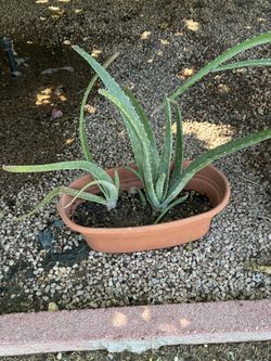 Aloe Vera Plant