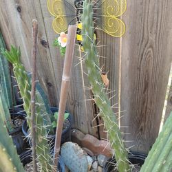 Needle Cactus