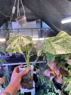 Monstera green snow