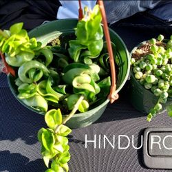 SUNDAY PLANT/SUCCULENT SALE. IN SAN LORENZO FROM 1PM TO 530 PM
