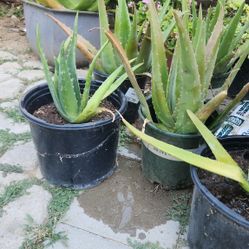 Aloe Vera 