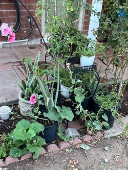 Aloe Vera Snake Moss Rose & Hollyhocks