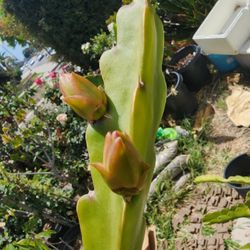 Trellis For Dragon Fruit Pitaya