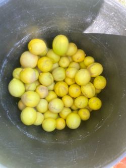 Free lemons