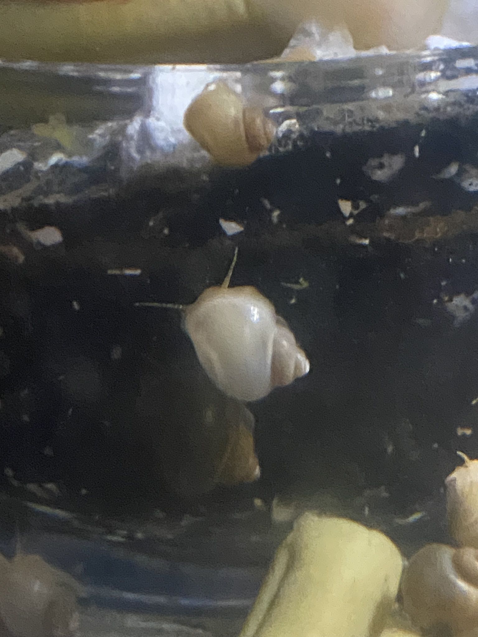 Mystery Snails 