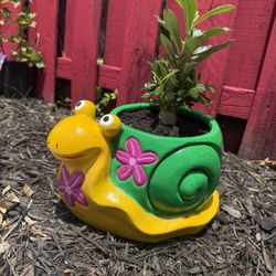 Plant Pot With Dessert Rose