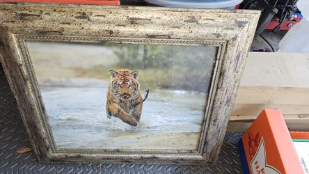 Beautifully Framed Tiger 26.5 By 2.5