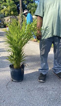 Areca Palms 3 Gallon