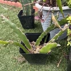 Dragon 🐉 Plant 
