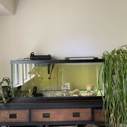 For Sale 65 Gallon Fish Tank. Fish and Cabinet 