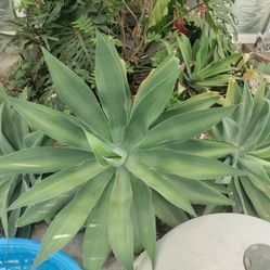 Large Succulents 