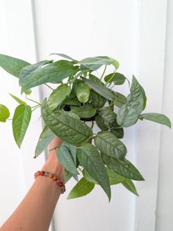 Pothos Cebu Blue Plant 4" Pot - Indoor House Plants