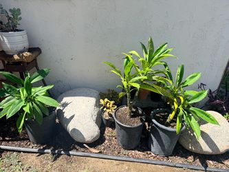 Plumeria White Flower & Succulents